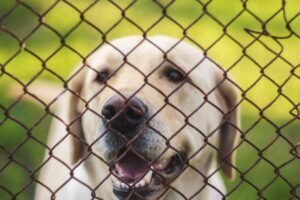 Dog Proofing a Fence