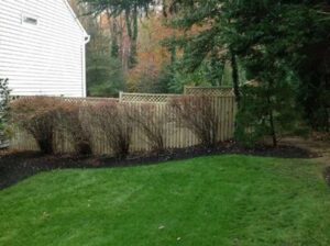 green backyard with shrubs in front of fence