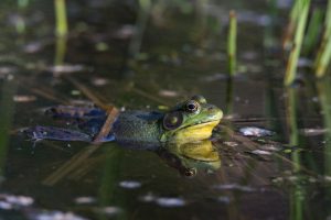 Common Marsh frog
